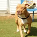 Photo of Nala