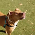 Photo of Nala