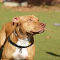 Photo of Nala