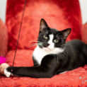 Photo of Felix