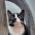 Photo of Felix