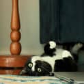 Photo of Felix