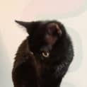 Photo of Skitten & Vision