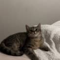 Photo of Peppermint