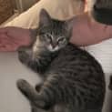 Photo of Peppermint