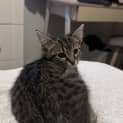 Photo of Peppermint