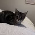 Photo of Peppermint
