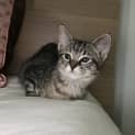 Photo of Peppermint