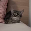 Photo of Peppermint