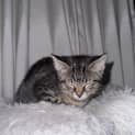 Photo of Peppermint