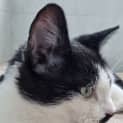 Photo of Pixel