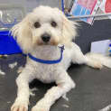 Photo of Goose