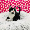 Photo of Oscar Located In Richmond
