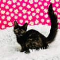 Photo of Lucy Located In Preston