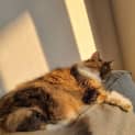 Photo of Cherie