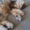 Photo of Cherie