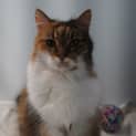 Photo of Cherie