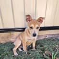 Photo of Bindi