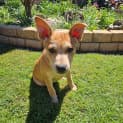 Photo of Bindi