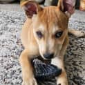 Photo of Bindi