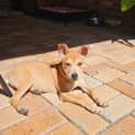 Photo of Bindi
