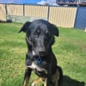 Photo of Moose