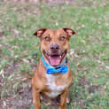 Photo of Tonka *$250 Adoption Fee*