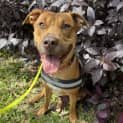 Photo of Tonka *$250 Adoption Fee*