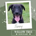 Photo of Penny