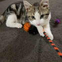 Photo of Ming Ming