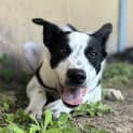 Photo of Oreo