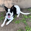 Photo of Oreo