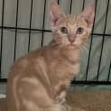 Photo of Biscuit