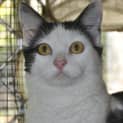 Photo of Cici