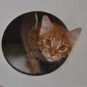 Photo of Goose
