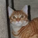 Photo of Goose