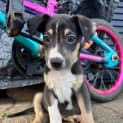 Photo of Koba