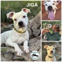 Photo of Jiga 