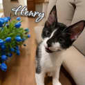 Photo of Henry
