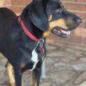Photo of Elvis