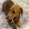 Photo of Frankie The Mini Dachshund