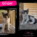Photo of Glider