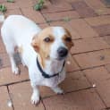 Photo of Honey