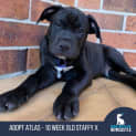 Photo of Atlas 10 Week Old Staffy X (Trial)