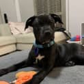 Photo of Atlas 10 Week Old Staffy X (Trial)