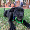 Photo of Atlas 10 Week Old Staffy X (Trial)