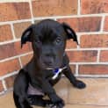 Photo of Atlas 10 Week Old Staffy X (Trial)