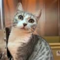 Photo of Nala