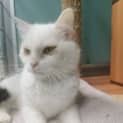 Photo of Cleo