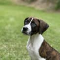 Photo of Cruze